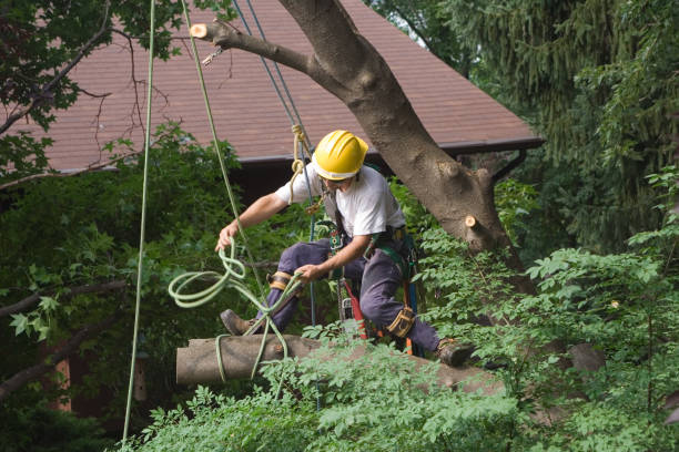 Best Root Management and Removal  in Inesville, GA