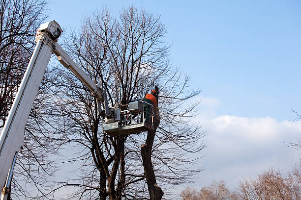 Best Emergency Tree Removal  in Inesville, GA