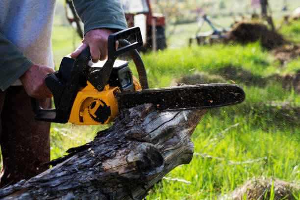 Best Stump Grinding and Removal  in Inesville, GA