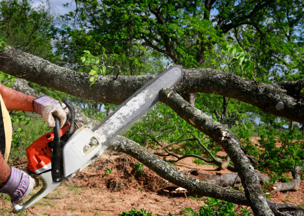 Lawn Grading and Leveling in Gainesville, GA